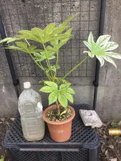 希少】ヤツデ・スパイダーウェブ 約60cm 大型 観葉植物 シンボルツリー