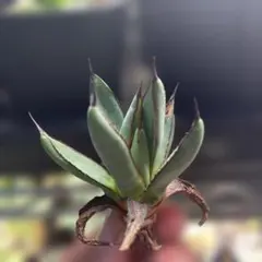 2026年最新】笹の雪 ハイブリッドの人気アイテム - メルカリ