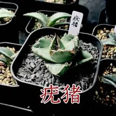 【引退セール】アガベ チタノタ 疣猪 イボイノシシ ネームド 美株　星空　麻花龍のサムネイル