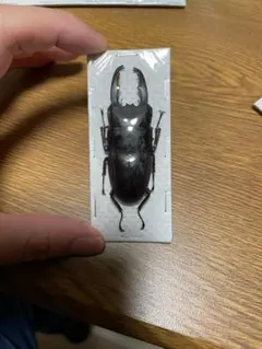 2026年最新】ヒラタクワガタ 標本の人気アイテム - メルカリ