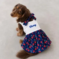 ★美品★ 犬服　さくらんぼ柄　夏服　XS ドッグウェア　小型犬【DOTTIE】のサムネイル