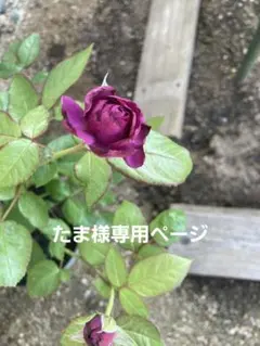 たま様専用ページ