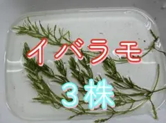 無農薬イバラモ3株のサムネイル