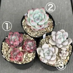 抜き苗セット　0518-4のサムネイル