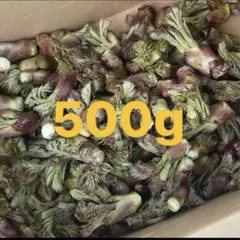 2025年最新】天然タラの芽の人気アイテム - メルカリ