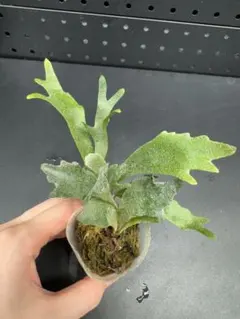 omoro様 リクエスト 2点 まとめ商品