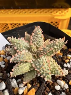 2025年最新】アロエHYBの人気アイテム - メルカリ