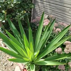 2025年最新】キミガヨランの人気アイテム - メルカリ