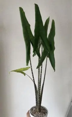 ①【芋1個】アロカシア リーガルシールズ 小芋つき - メルカリ