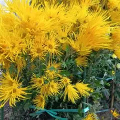 日香＊ハンドメイドサシェ＊様 リクエスト 2点 まとめ商品