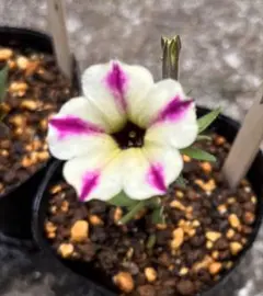 BabyBlue プロフ必読願います。様 リクエスト 4点 まとめ商品