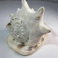 トウカムリガイ　巻き貝　置物　インテリア