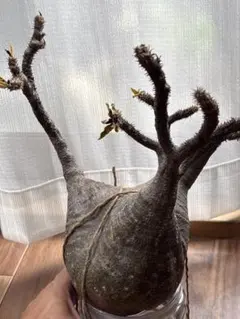 ガジュマル 大株 気根仕立て 発根済み 抜き苗 観葉植物 - メルカリ