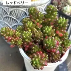 ❣️ぷりぷり♡レッドベリー❣️現品 エケベリア 寄せ植え 多肉弁当 多肉植物 ❣️ぷりぷり♡レッドベリー❣️現品 エケベリア 寄せ植え 多肉弁当