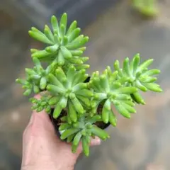 大特価✲多肉植物　八千代木立抜き苗古株のサムネイル