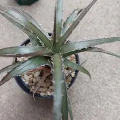 原種 ディッキア Dyckia reitzii rubra large form Dyckia monticola variegata Aurora (rubra form var. arco-iris