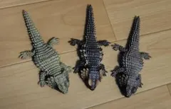 いきもの大図鑑レプティ　アルマジロトカゲ　3点セット