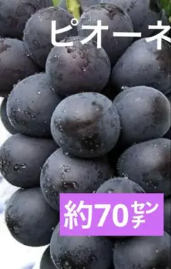 葡萄 ピオーネ 苗木 木質化しつつある苗 種無しとバイオレットキングの2種