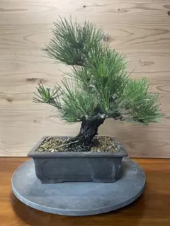 2025年最新】錦松盆栽の人気アイテム - メルカリ