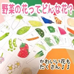 倉ちゃん様 リクエスト 2点 まとめ商品