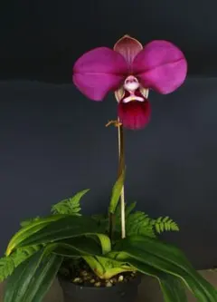 Pauridia capensis 白花桃端&青緑孔雀花心 1球 - メルカリ