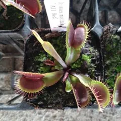 セファロタス Big Boy(ビッグボーイ) 食虫植物 【匿名配送】 - メルカリ