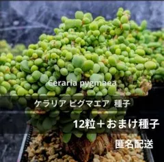 鉢ごと【27】ケラリア ピグマエア - メルカリ