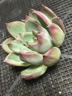 ❣️パーフェクトフェアリー❣️現品 エケベリア 寄せ植え 多肉弁当