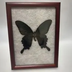 希少【蝶標本】極上品・蝶標本採取現状品のみケースサイズ40x30x6cm 希少【蝶標本】極上品・蝶標本採取現状品のみケースサイズ