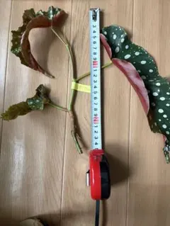 ❤希少❗孔雀サボテンPEAX55 カット苗一枚 - メルカリ