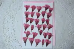 押し花染めさくら30枚