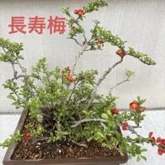 ホンキリシマツツジ 真っ赤なお花 株元から120cm 真紅が素敵 - メルカリ