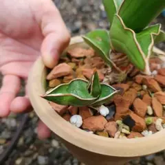 サンスベリア サムライドワーフ 子株 発根済みのサムネイル
