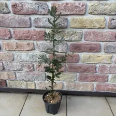 大人気　ミモザ アカシア 銀葉アカシア 苗 オージープランツ 第4種郵便