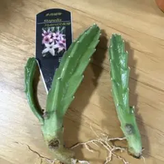 2025年最新】stapeliaの人気アイテム - メルカリ