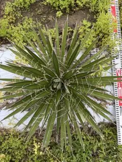 ユッカロストラータ実生苗 抜き苗発送 - メルカリ