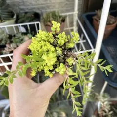 初心者向け多肉植物　多肉弁当　簡単　放ったらかし　多肉植物大量　セダム寄せ植え