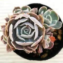 2026年最新】多肉 ピンクフリルの人気アイテム - メルカリ