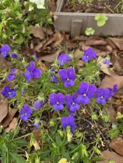 ビオラ 苗 寄せ植え用 多色セットのサムネイル