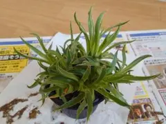 グロブローサ×ザラゴサ（イエロータイプ） はっちさん苗 多肉植物 札