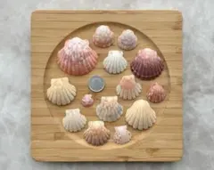 no.53 天然貝殻 イタヤガイ 14個セット