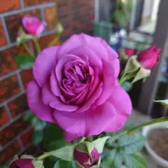 専用バラ苗　バラ挿し木苗　いえ① バラ苗 挿し木苗 レッド - メルカリ