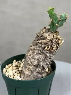 ポ*太様 21 ユーフォルビア クラビゲラ 現地球 新鮮超特大株 ベアルート 現 現品限り】ユーフォルビア・クラビゲラ 現地株 発根済み 約1年3