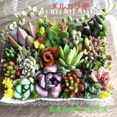 多肉植物♡おまかせ韓国苗セダム詰め合せ♡ちまちま寄せ植えカット苗セットc
