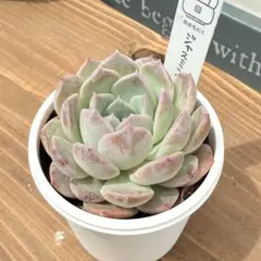 【速達】【同梱あり】☆hana☆様 リクエスト 4点 まとめ商品