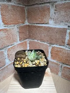 y*u様 ハオルチア エメラルドLED錦〔8〕