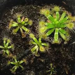 あびんこ　食虫植物　2点　送料無料　メルカリ便 あびんこ様専用 食虫植物 2点 送料無料 メルカリ便 - メルカリ