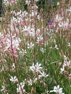 yokayoka様 リクエスト 2点 まとめ商品