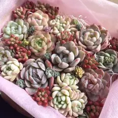 SALE❣️寄せ植えセット セダム入り❣️多肉 韓国苗 カット苗