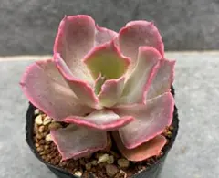 多肉植物 スヨン錦 抜き苗 - メルカリ